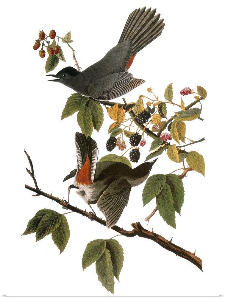Gray Catbird (Dumetella carolinensis), after John James Audubon for his 'Birds of America,' 1827-1838.