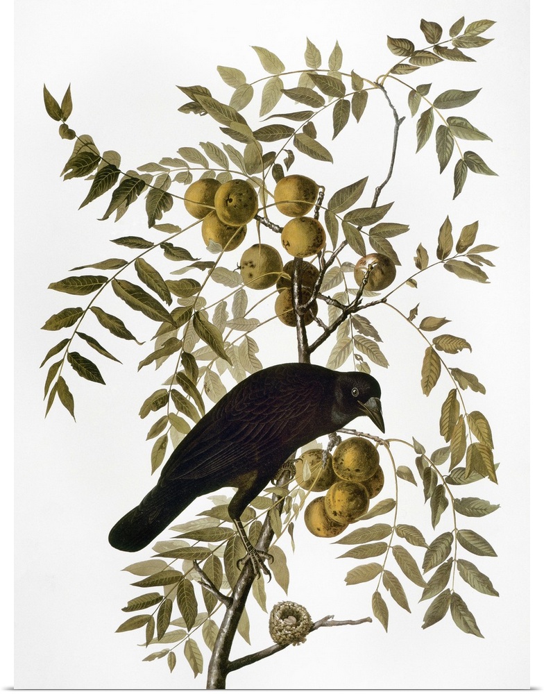 American Crow (Corvus brachyrhynchos, formerly Corvus americanus), from John James Audubon's 'The Birds of America,' 1827-...