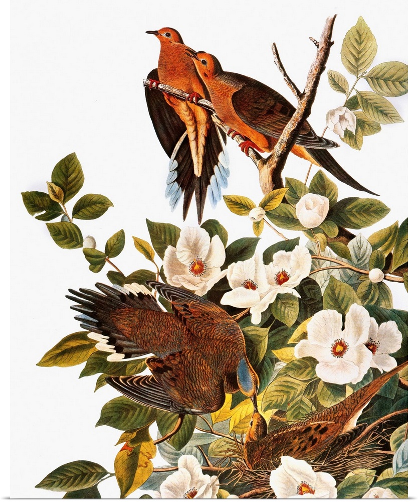 Mourning Dove (Zenaida macroura), from John James Audubon's 'The Birds of America,' 1827-1838.