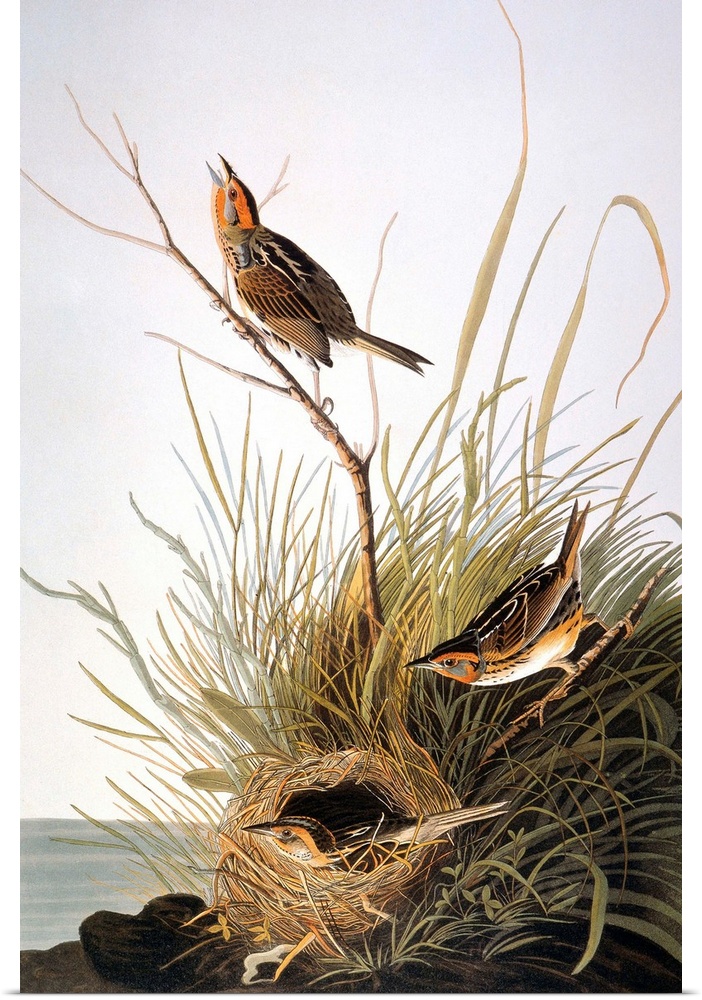 Sharp-tailed Finch (Ammospiza caudacuta), from John James Audubon's 'The Birds of America,' 1827-1838.
