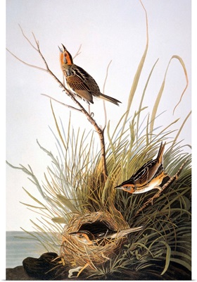 Audubon: Finch