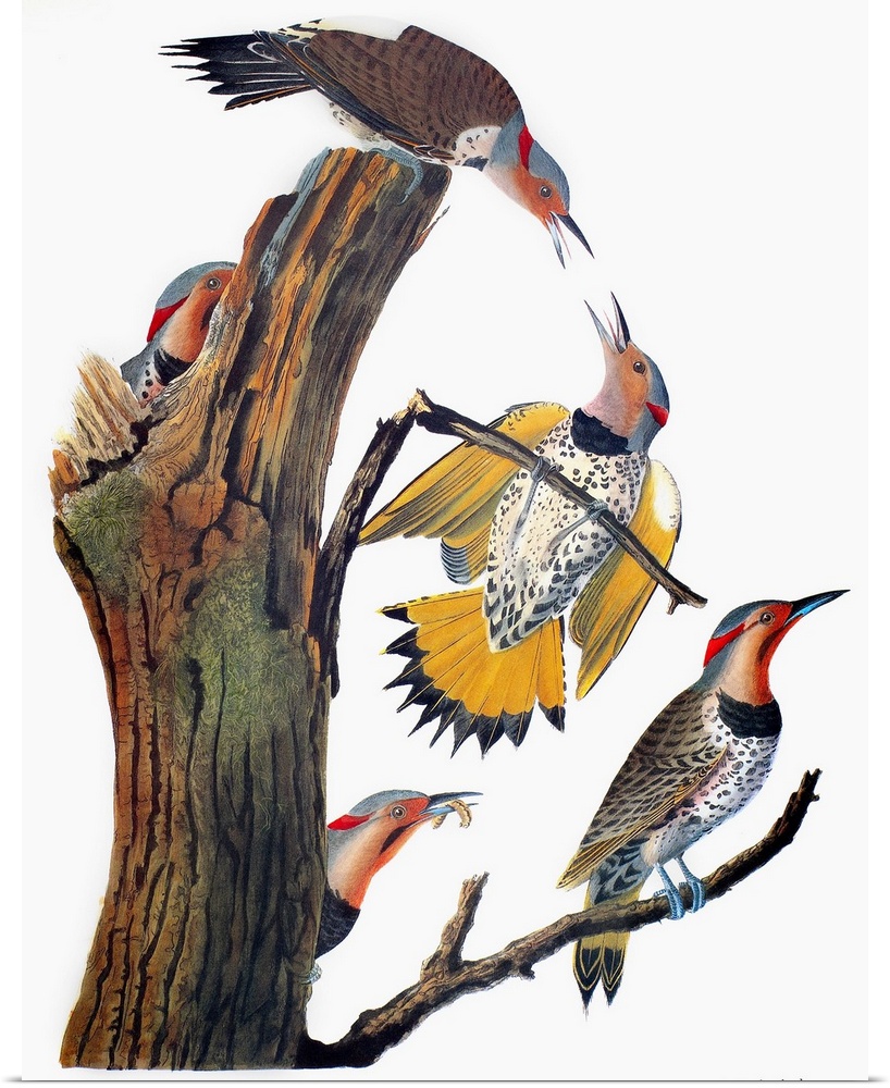 Common Flicker, or Golden-winged Woodpecker (Colaptes auratus), from John James Audubon's 'The Birds of America,' 1827-1838.