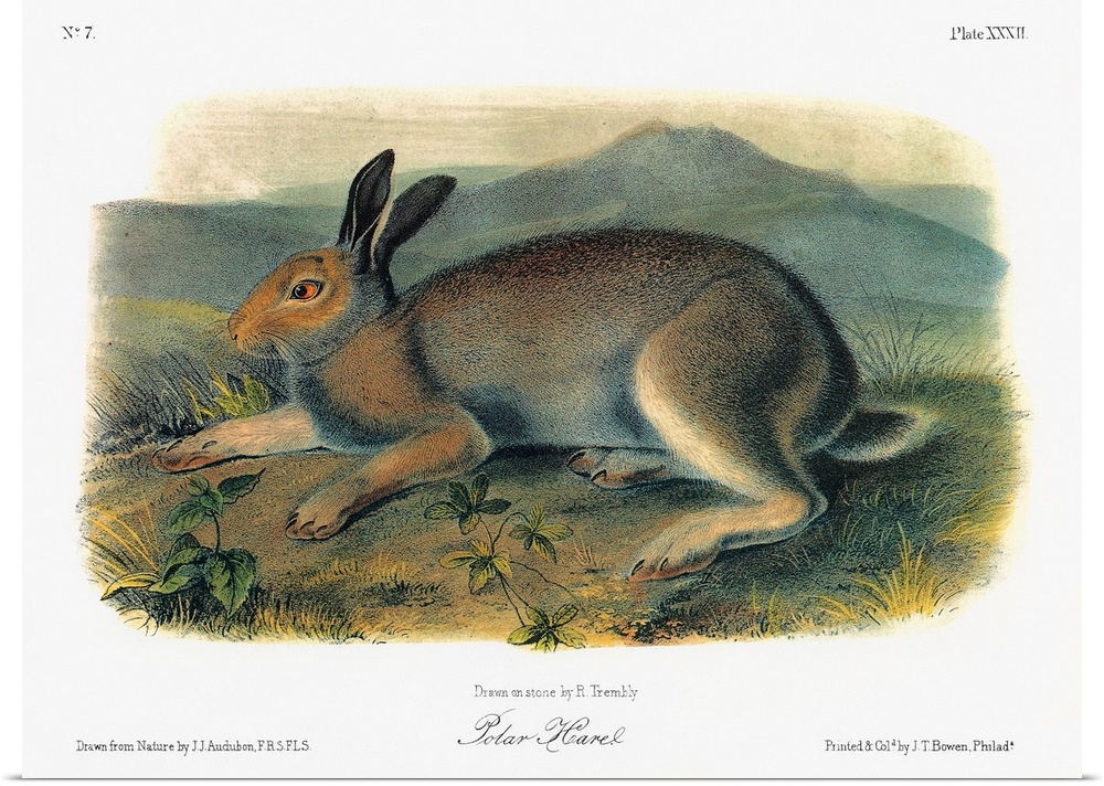 A male Arctic hare, or polar hare (Lepus arcticus, formerly Lepus glacialis), in summer fur. Lithograph, c1849, after a pa...