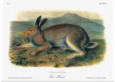 Audubon: Hare
