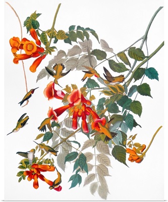 Audubon: Hummingbird