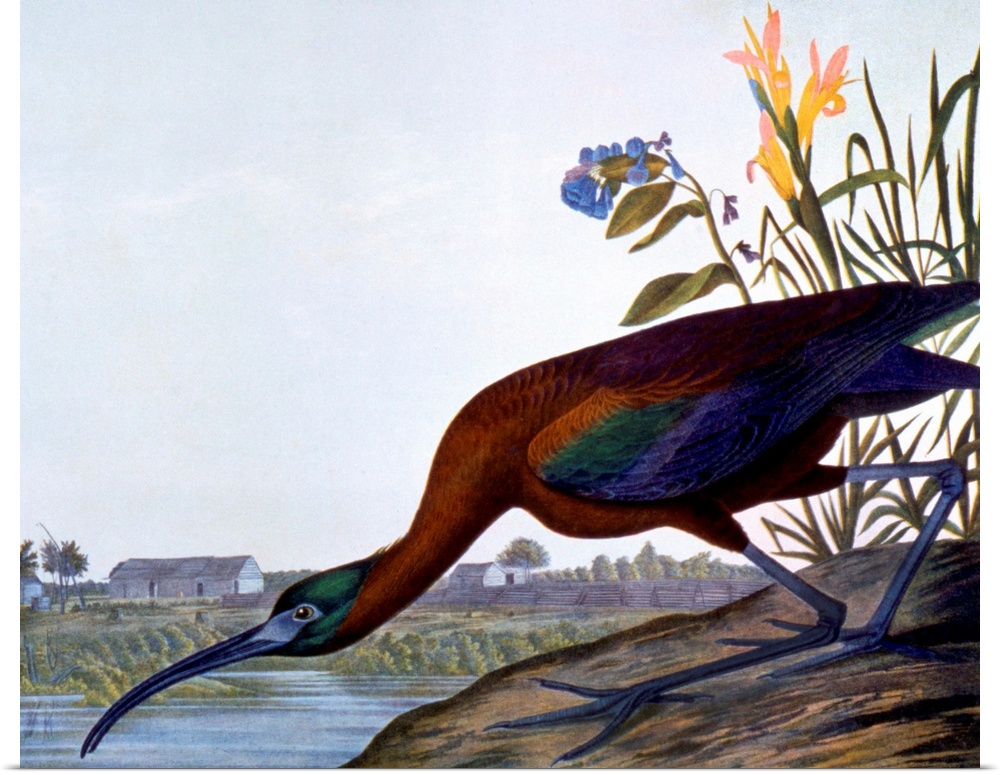 Glossy Ibis (Plegadis falcinellus). Lithograph, 1858, by Julius Bien after John James Audubon.