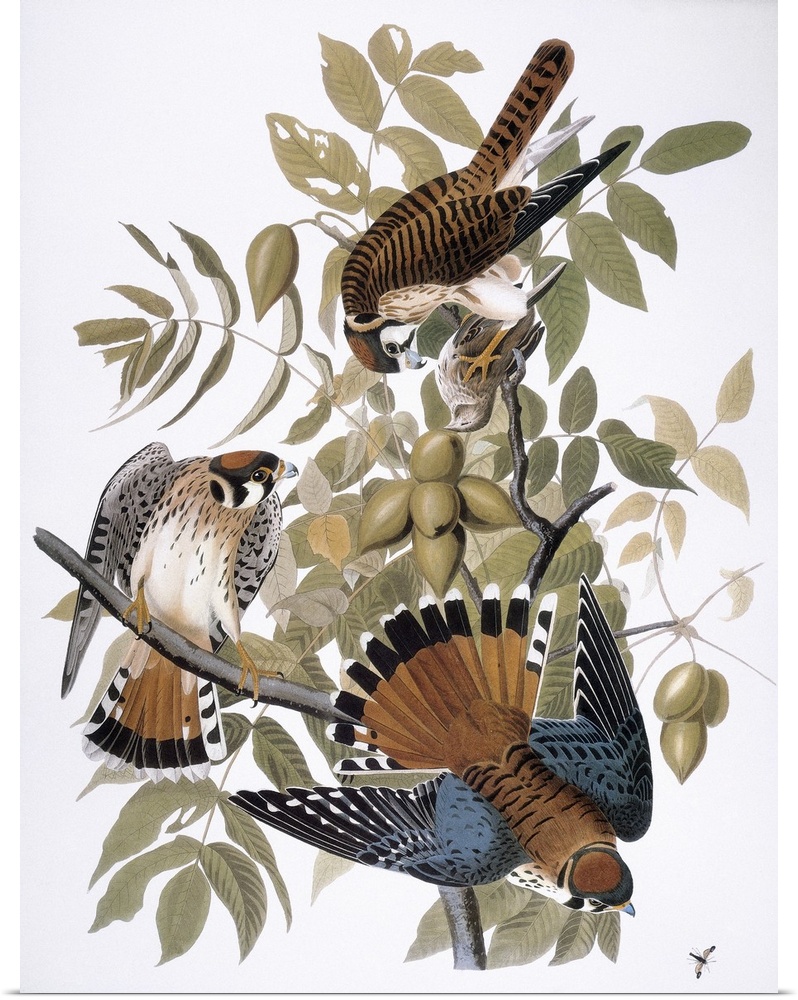 American Kestrel, or Sparrow Hawk (Falco sparverius), after John James Audubon for his 'Birds of America,' 1827-38.