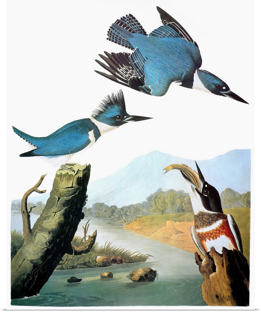 Belted Kingfisher (Megaceryle alcyon), after John James Audubon for his 'Birds of America,' 1827-38.