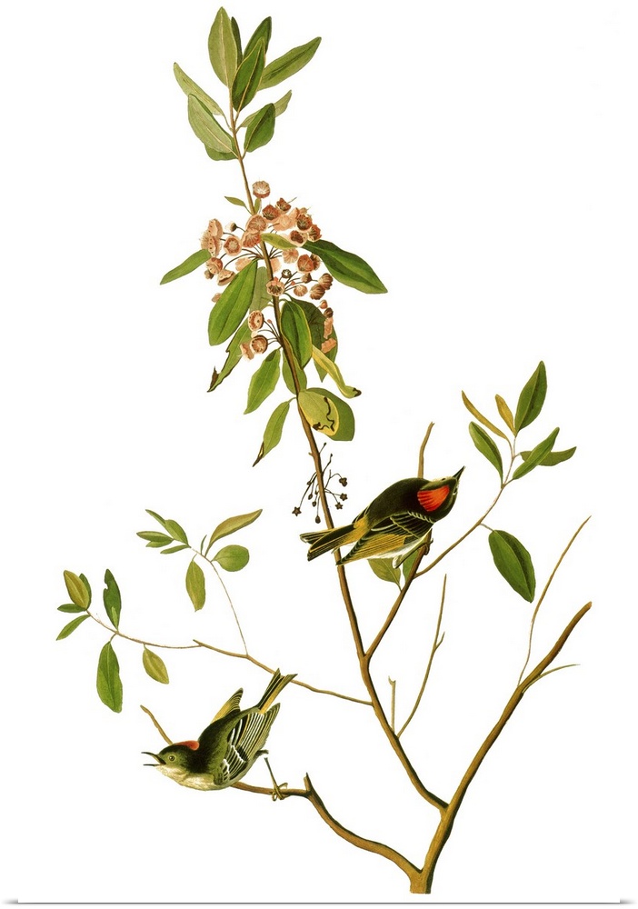 Ruby-crowned Kinglet, or Ruby-crowned Wren (Regulus calendula). Color engraving from John James Audubon's 'The Birds of Am...