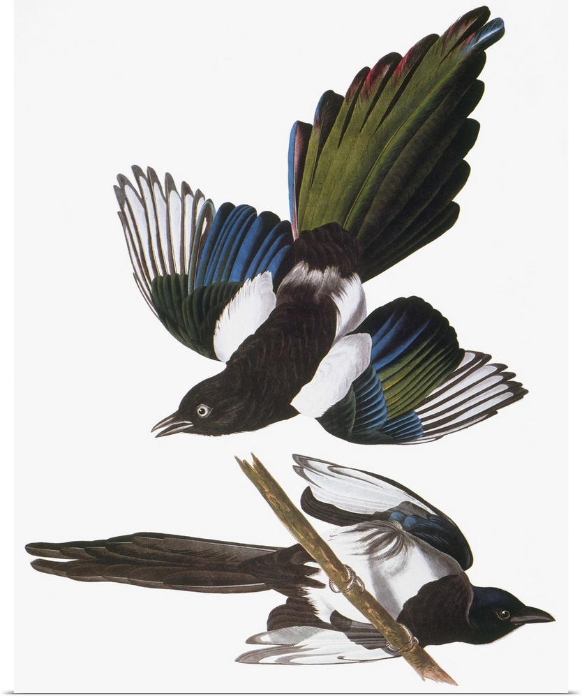 Black-billed Magpie (Pica pica), from John James Audubon's 'The Birds of America,' 1827-1838.