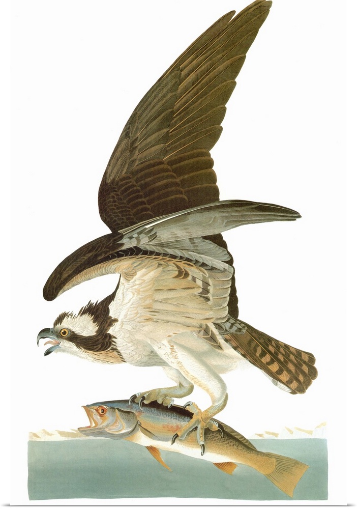 Osprey, or Fish Hawk (Pandion haliaetus), after John James Audubon for his 'Birds of America,' 1827-38.