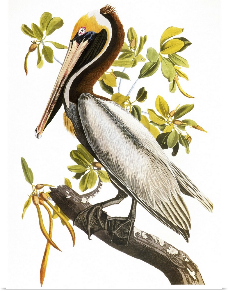 Brown Pelican (Pelecanus occidentalis), from John James Audubon's 'Birds of America,' 1827-1838.