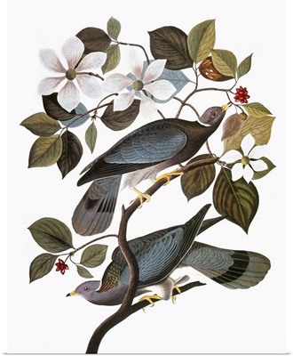 Audubon: Pigeon
