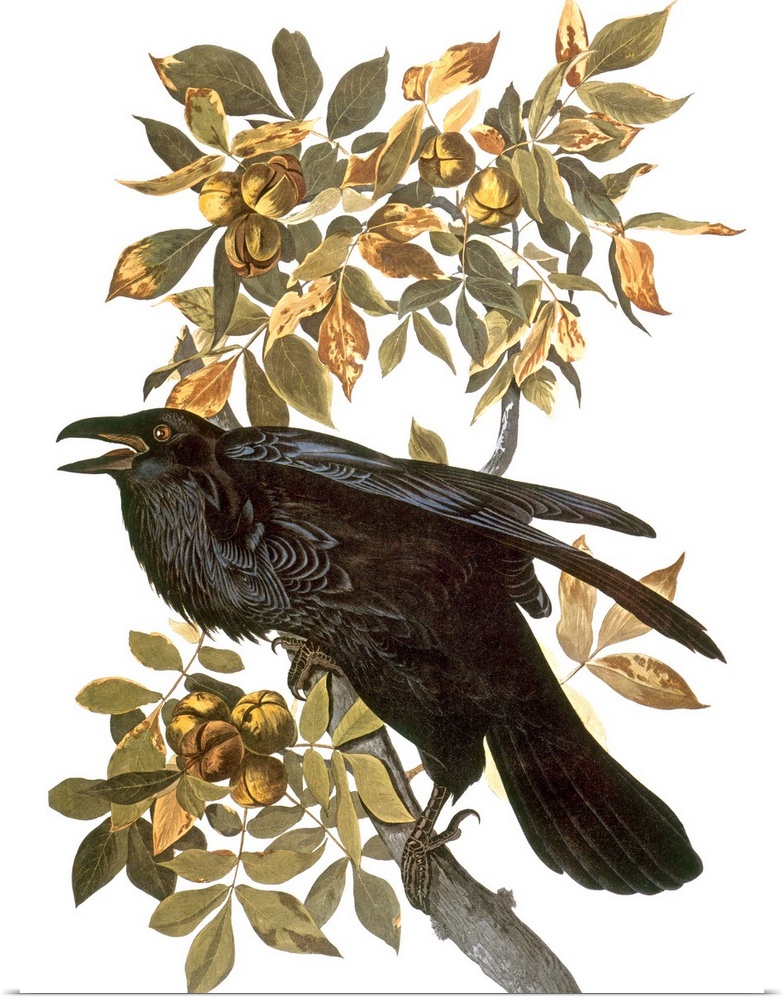 Common, or Northern, Raven (Corvus corax), from John James Audubon's 'The Birds of America,' 1827-1838.