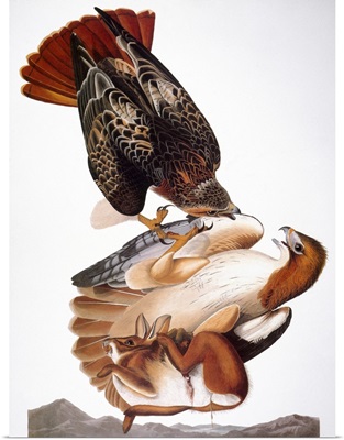 Audubon: Red-Tailed Hawk