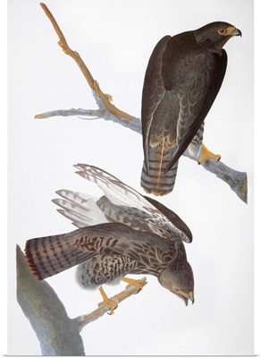 Audubon: Red-Tailed Hawk