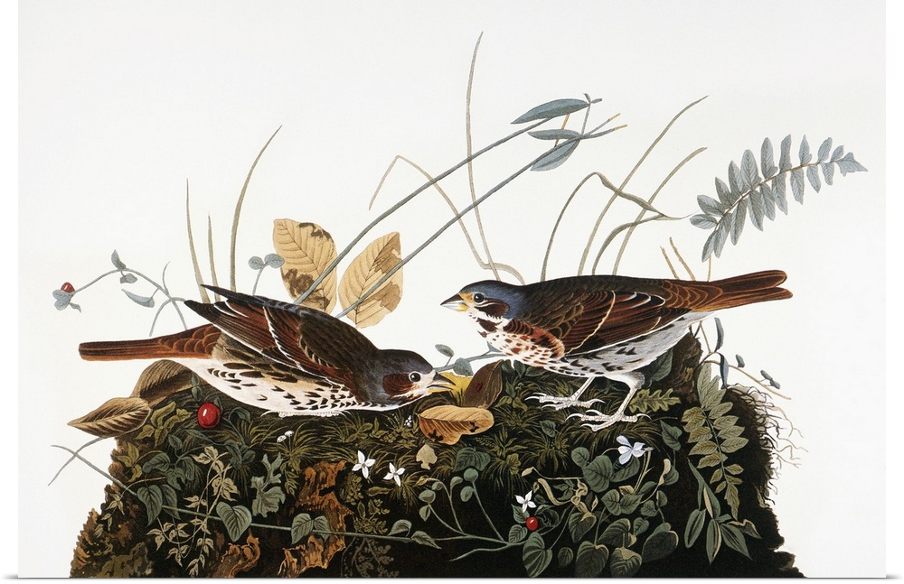 Fox Sparrow (Passerella iliaca), from John James Audubon's 'The Birds of America,' 1827-1838.