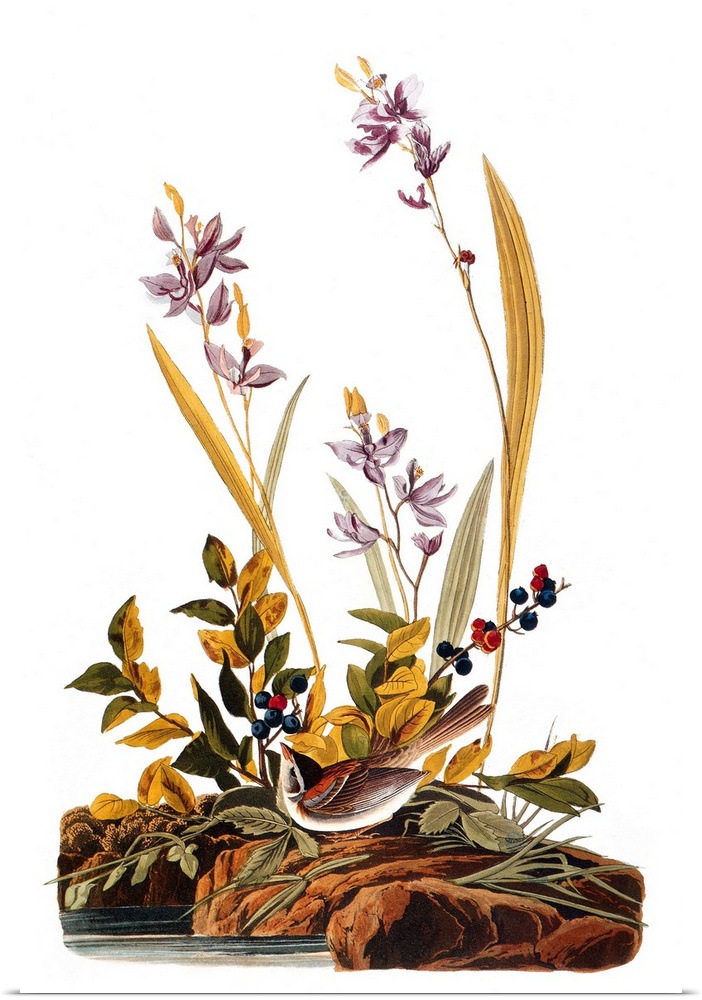 Field Sparrow (Spizella pusilla), after John James Audubon for his 'Birds of America,' 1827-38.