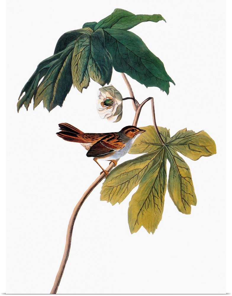 Swamp Sparrow (Melospiza georgiana), after John James Audubon for his 'Birds of America,' 1827-1838.