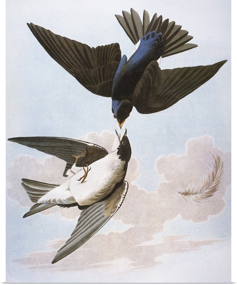 Tree, or White-bellied, Swallow (Tachycineta bicolor), after John James Audubon for his 'Birds of America,' 1827-38.