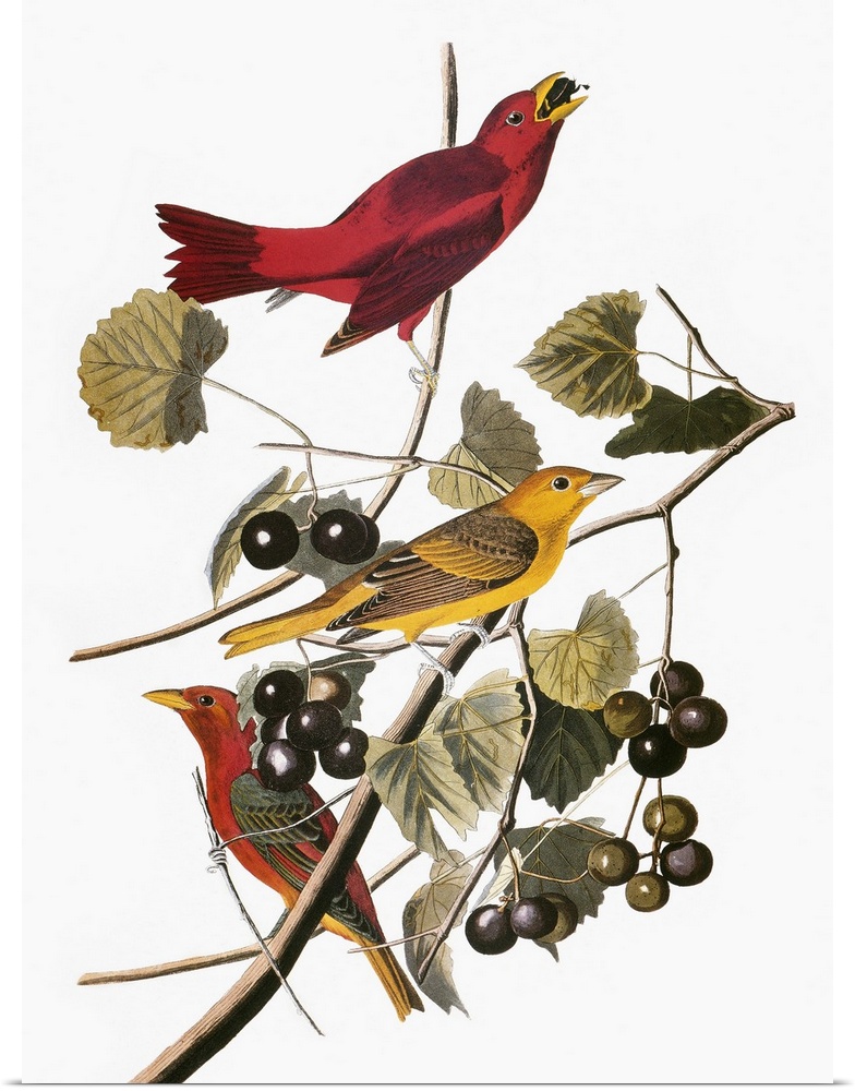 Summer tanager (Piranga rubra), from John James Audubon's 'The Birds of America,' 1827-1838.