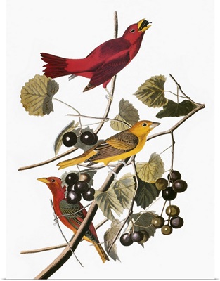 Audubon: Tanager