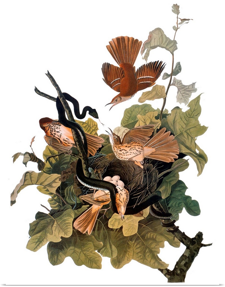 Brown Thrasher, also known as Ferruginous Thrush (Toxostoma rufum), from John James Audubon's 'The Birds of America,' 1827...