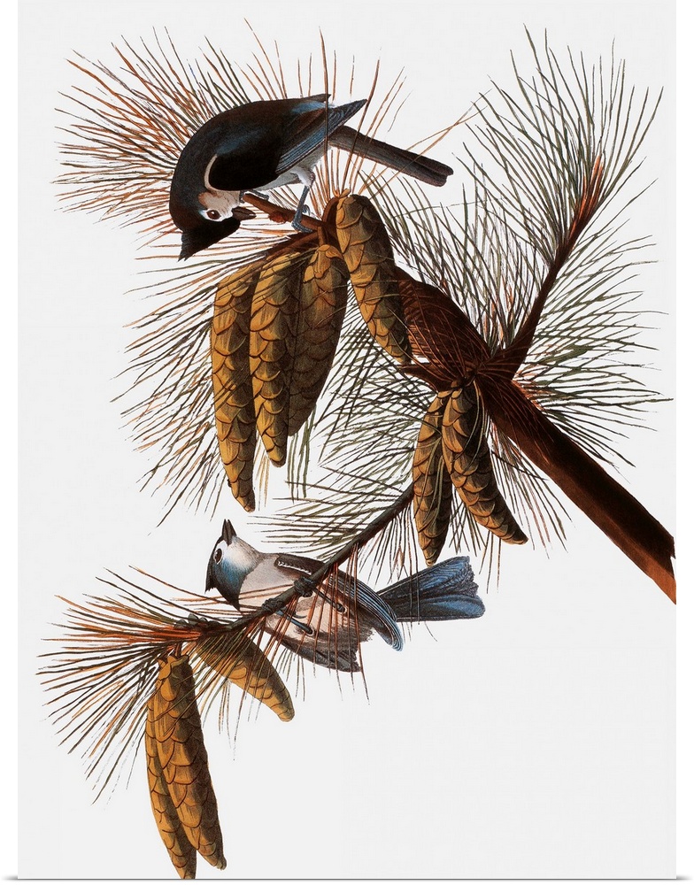 Tufted Titmouse (Parus bicolor), from John James Audubon's 'The Birds of America,' 1827-1838.
