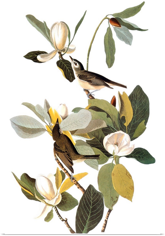 Warbling Vireo (Vireo gilvus), from John James Audubon's 'Birds of America,' 1827-1838.