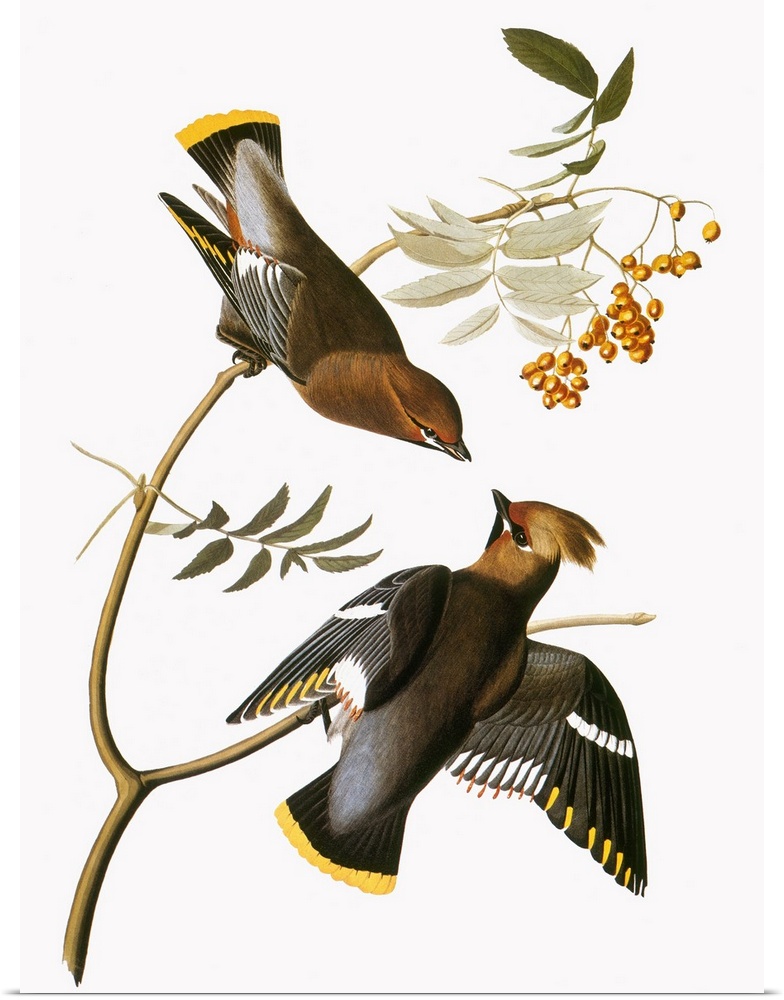 Bohemian waxwing (Bombycilla garrulus), from John James Audubon's 'The Birds of America,' 1827-1838.