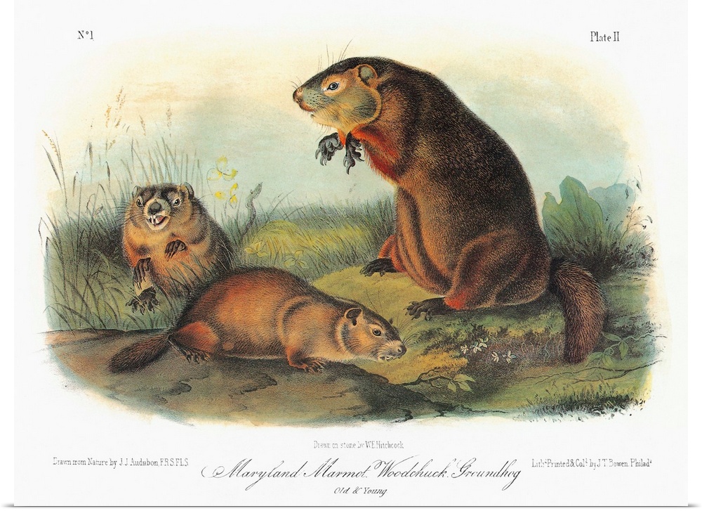 Maryland marmot, also known as a woodchuck or groundhog (Marmota monax, formerly Arctomys monax). Lithograph, c1849, after...