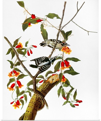Audubon: Woodpecker