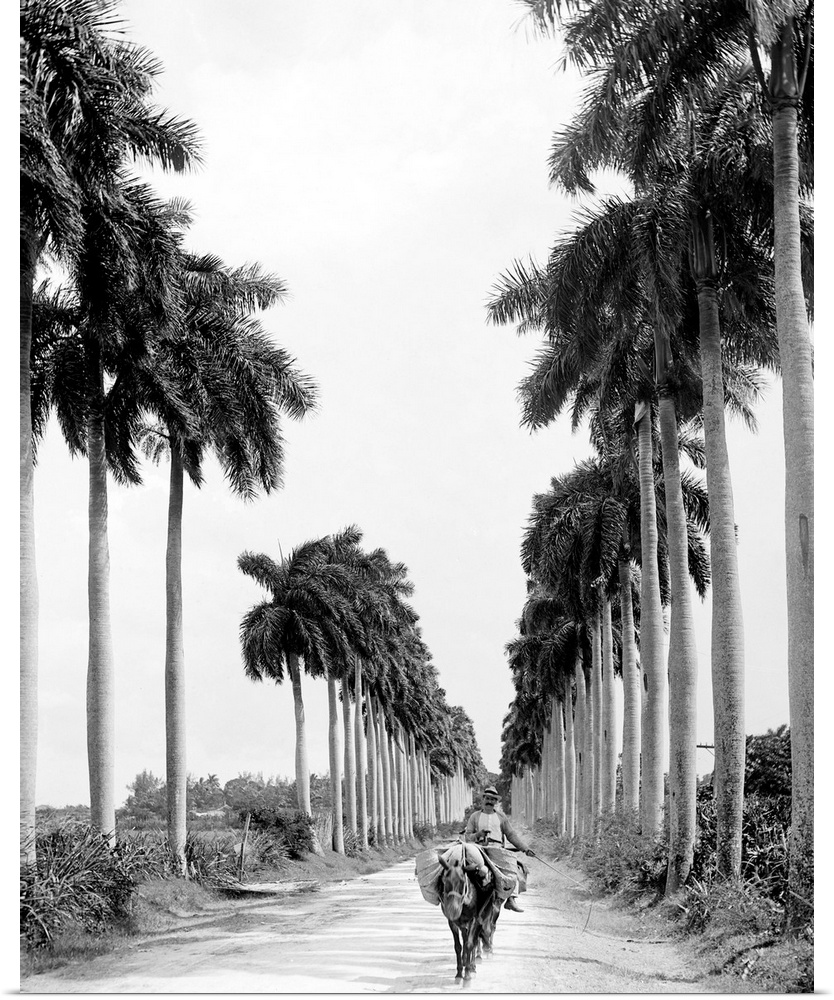 Havana, Palm Trees, C1900. Avenue Of the Palms In Havana, Cuba. Photograph, C1900.