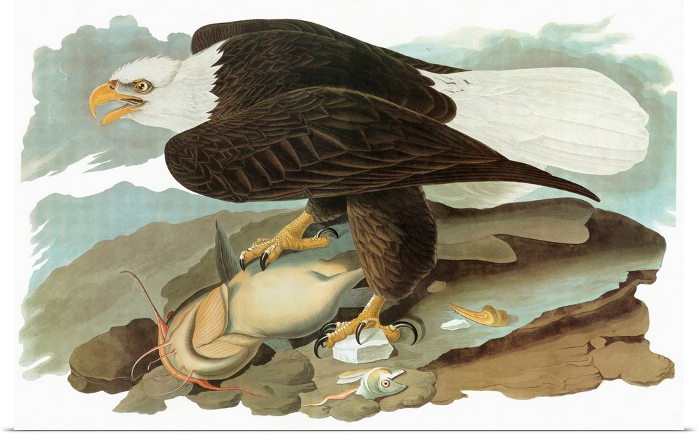 Bald Eagle (Haliaeetus leucocephalus). Engraving after John James Audubon for his 'Birds of America,' 1827-38.