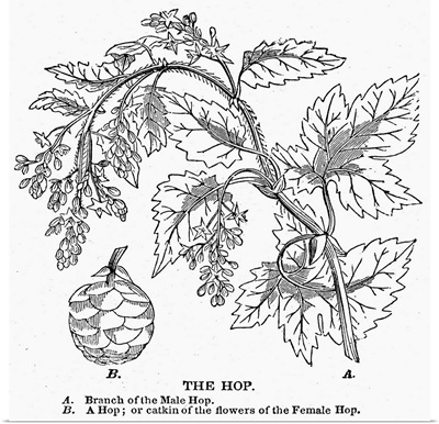 Beer, the Hop Plant, 1836