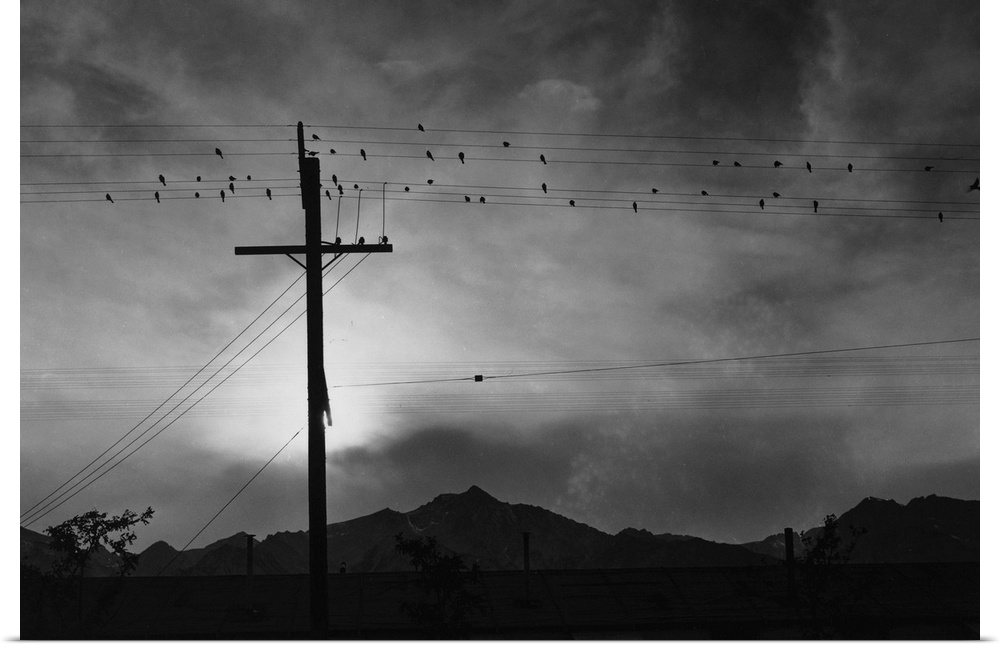 Birds on a telephone wire at the Manzanar Relocation Center in California. Photograph by Ansel Adams, 1943.