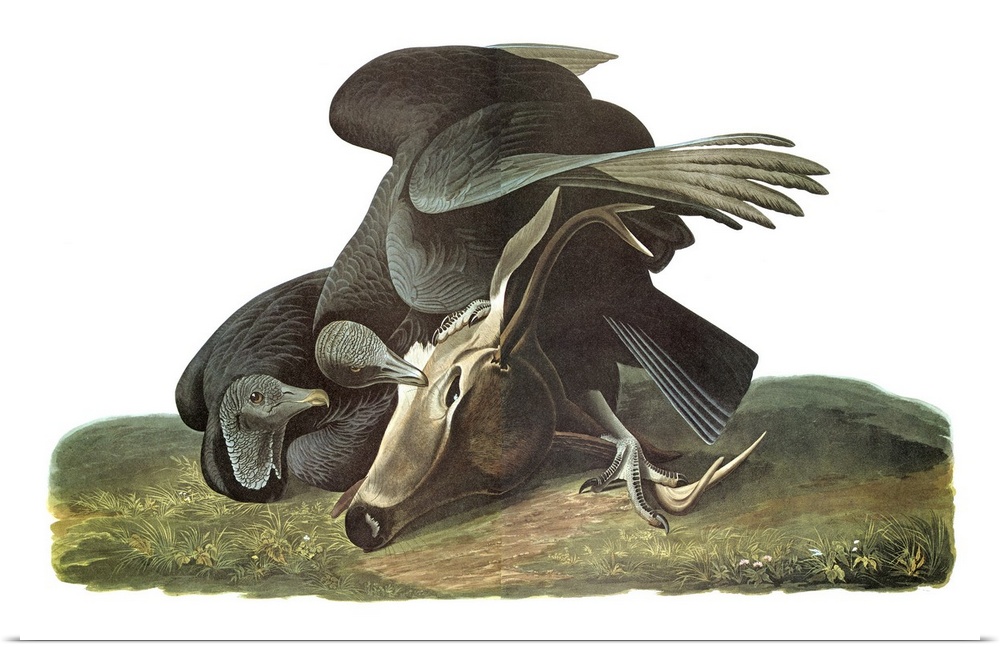 Black Vulture (Coragyps atratus). Engraving after John James Audubon for his 'Birds of America,' 1827-38.