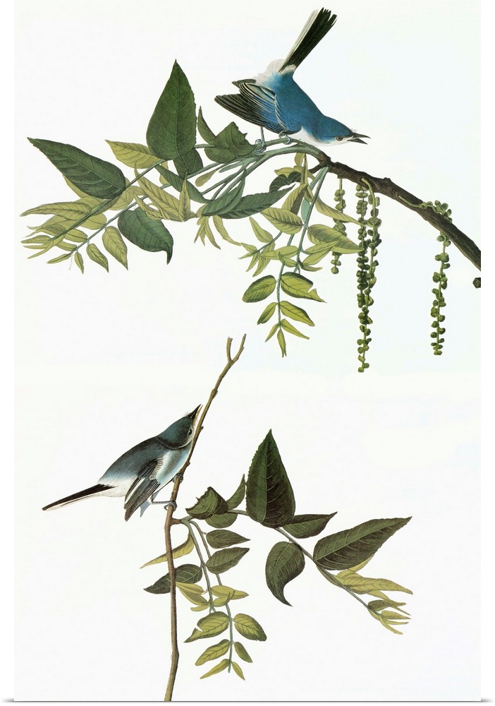 Blue-gray Gnatcatcher (Polioptila caerulea). Engraving after John James Audubon for his 'Birds of America,' 1827-38.