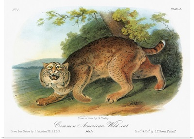 Bobcat, or bay lynx