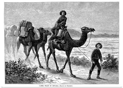Camel Caravan, 1877