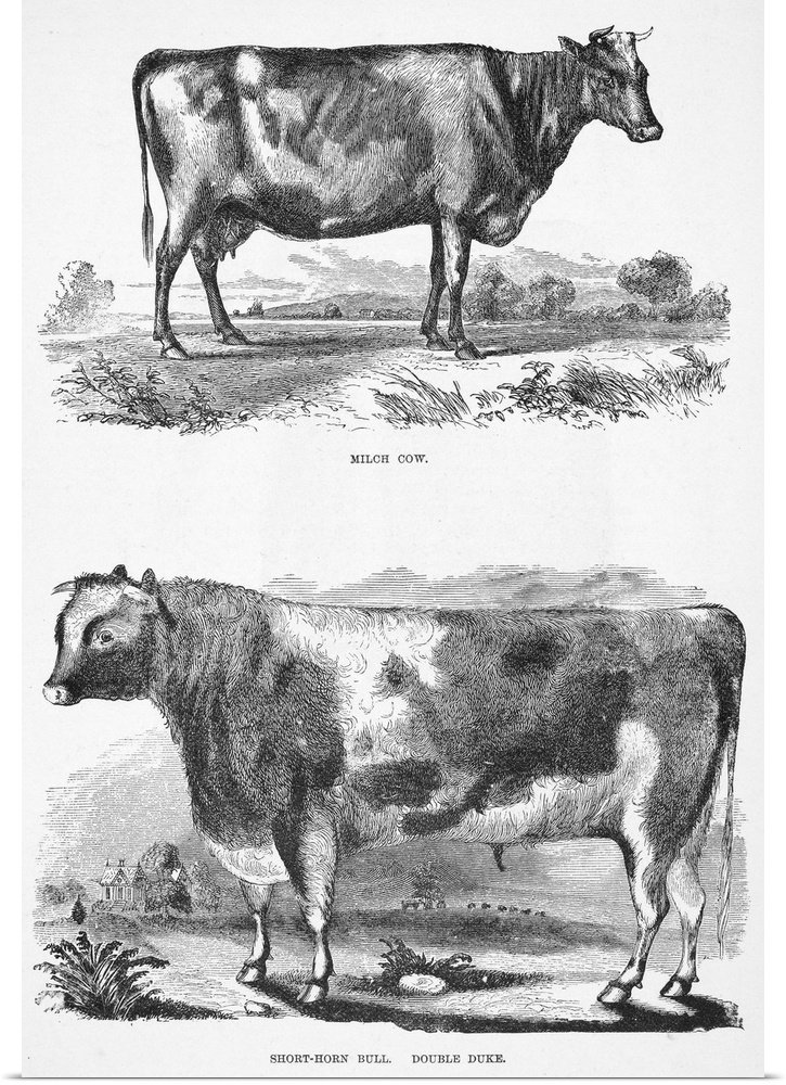 Cattle, 19th Century. Milch Cow (Top); Short-Horn Bull, Double Duke (Bottom). Wood Engravings, 19th Century.