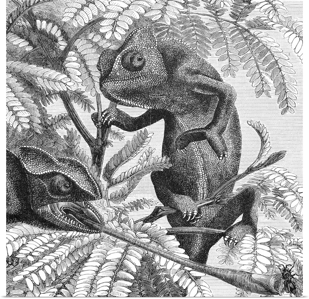 Chameleons. Line Engraving, American, 1875.