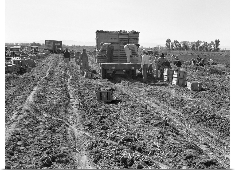 A large scale carrot farm in Imperial Valley, California using gang laborers and migrant workers including children from t...
