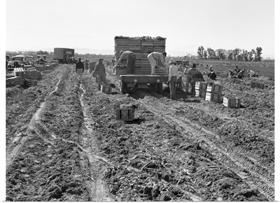 Commercial Farming, 1939