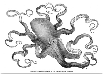 Common European Octopus, 1871