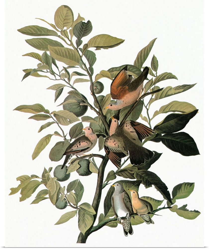 Common Ground Dove (Columbina passerina). Engraving after John James Audubon for his 'Birds of America,' 1827-38.