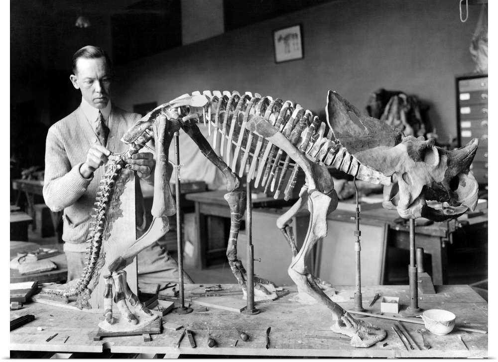 Dinosaur Skeleton, 1921. Paleontologist Norman Ross Preparing the Skeleton Of A Baby Dinosaur For Exhibition At the Smiths...