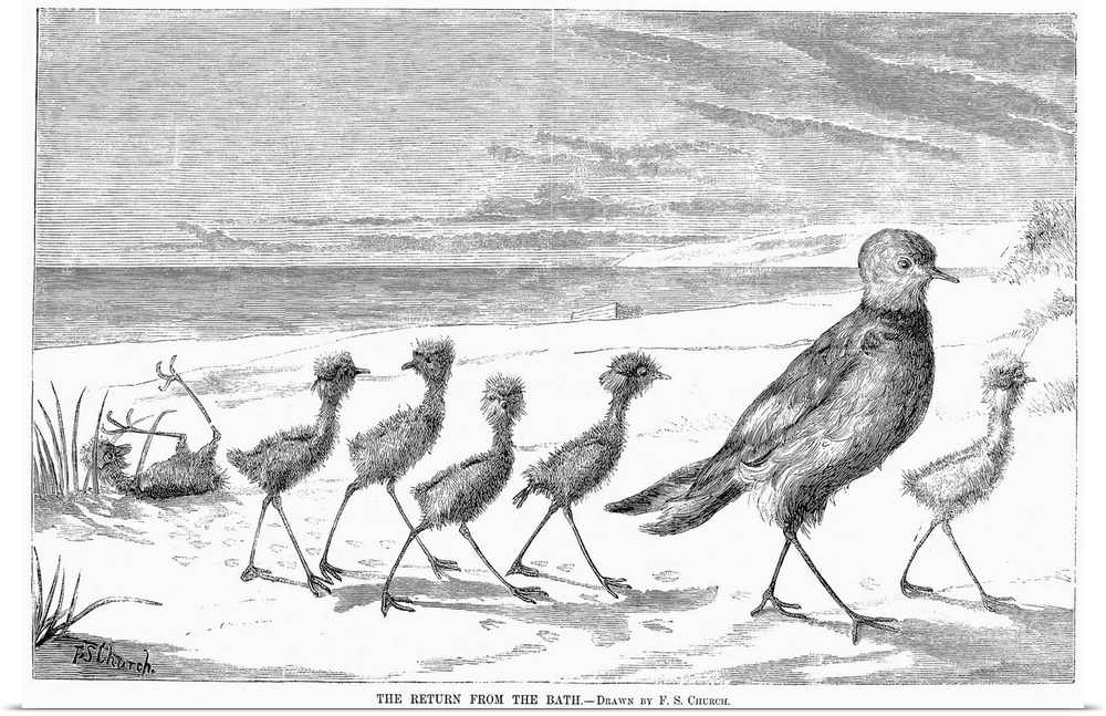 Family Of Birds, 1879. the Return From the Bath. Wood Engraving, 1879.