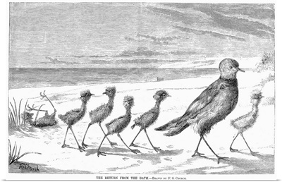 Family Of Birds, 1879