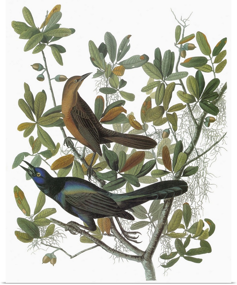 Female (top) and male Boat-tailed Grackle (Quiscalus major). Originally an engraving after John James Audubon for his 'Bir...